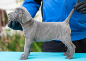 Blue cane corso yavrular